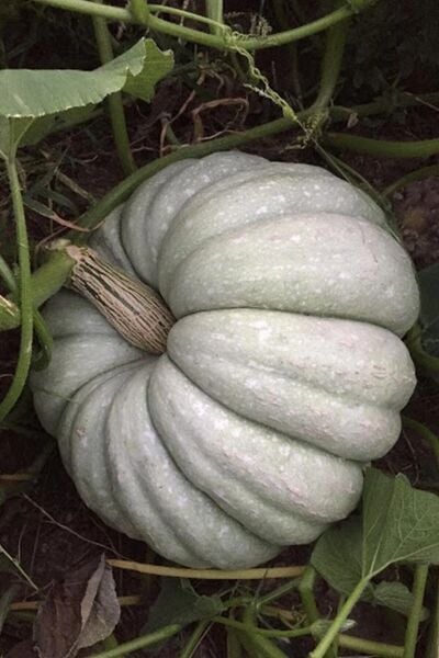 Bal Kabağı Tohumu – Yüksek Verimli ve Dayanıklı Kabağı Yetiştirin | Bahçe ve Tarla Kullanımı