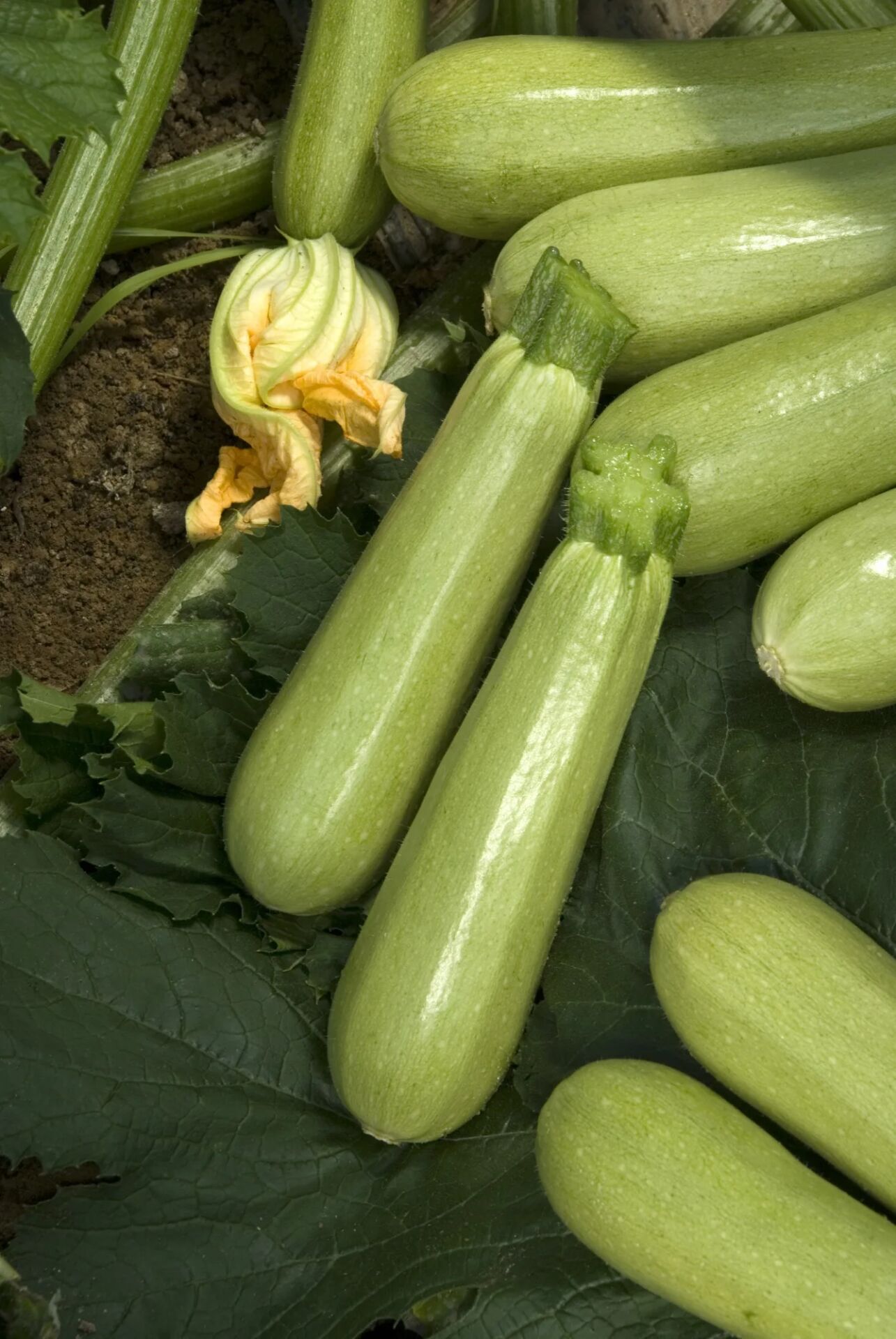 Beyaz Kabak Tohumu – Dayanıklı ve Yüksek Verimli Beyaz Kabak Yetiştirin | Bahçe ve Tarla Kullanımı