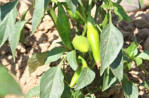 Balık Biber Tohumu – Dayanıklı ve Lezzetli Biber Yetiştirin | Bahçe ve Tarla Kullanımı