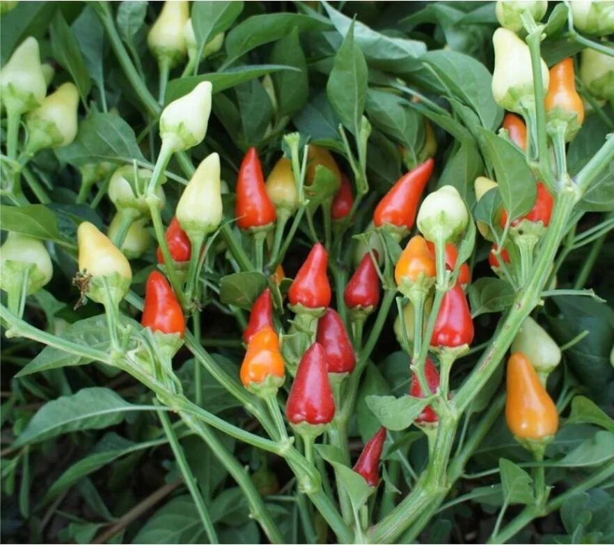 Biberiye Biberi Tohumu – Dayanıklı ve Lezzetli Biber Yetiştirin | Bahçe ve Tarla Kullanımı