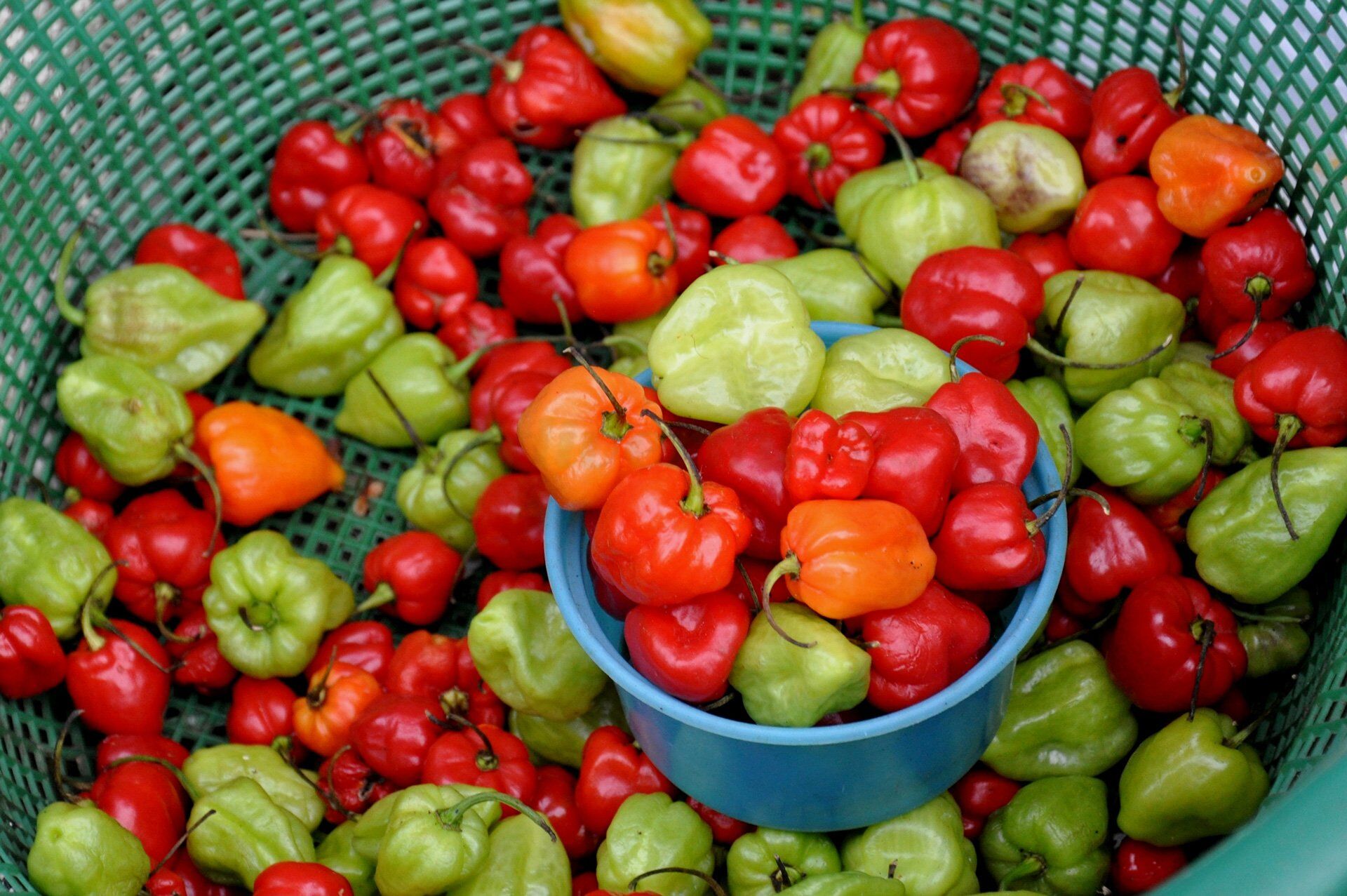 Mantar Süs Biber Tohumu – Yüksek Çimlenme Oranı, Dekoratif Süs Biberi