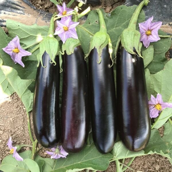 Kemer Patlıcan Tohumu – İnce Uzun, Lezzetli ve Yüksek Verimli Yerli Çeşit