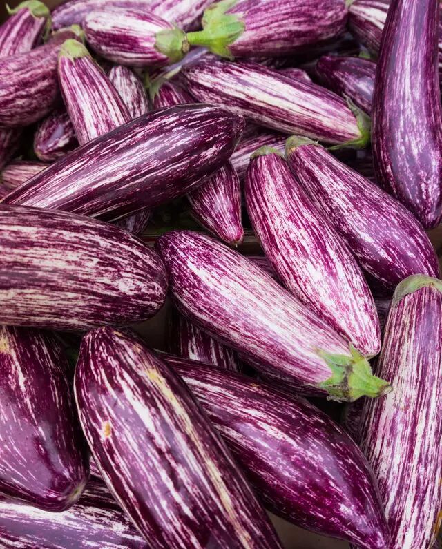 Çizgili Patlıcan Tohumu – Dekoratif, Lezzetli ve Yüksek Verimli Çeşit