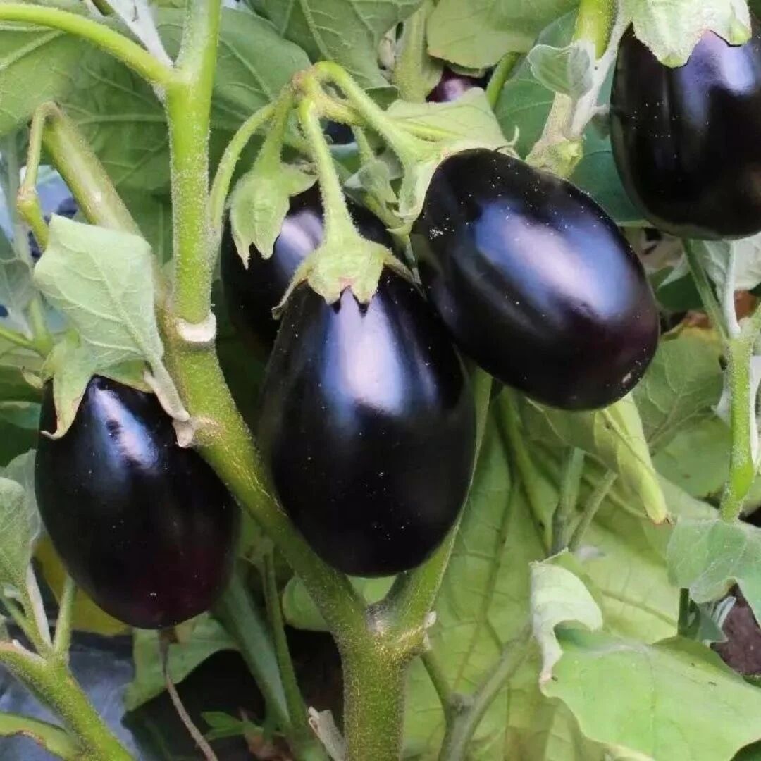 Bostan Patlıcan Tohumu – İri Meyveli, Etli ve Yüksek Verimli Yerli Çeşit