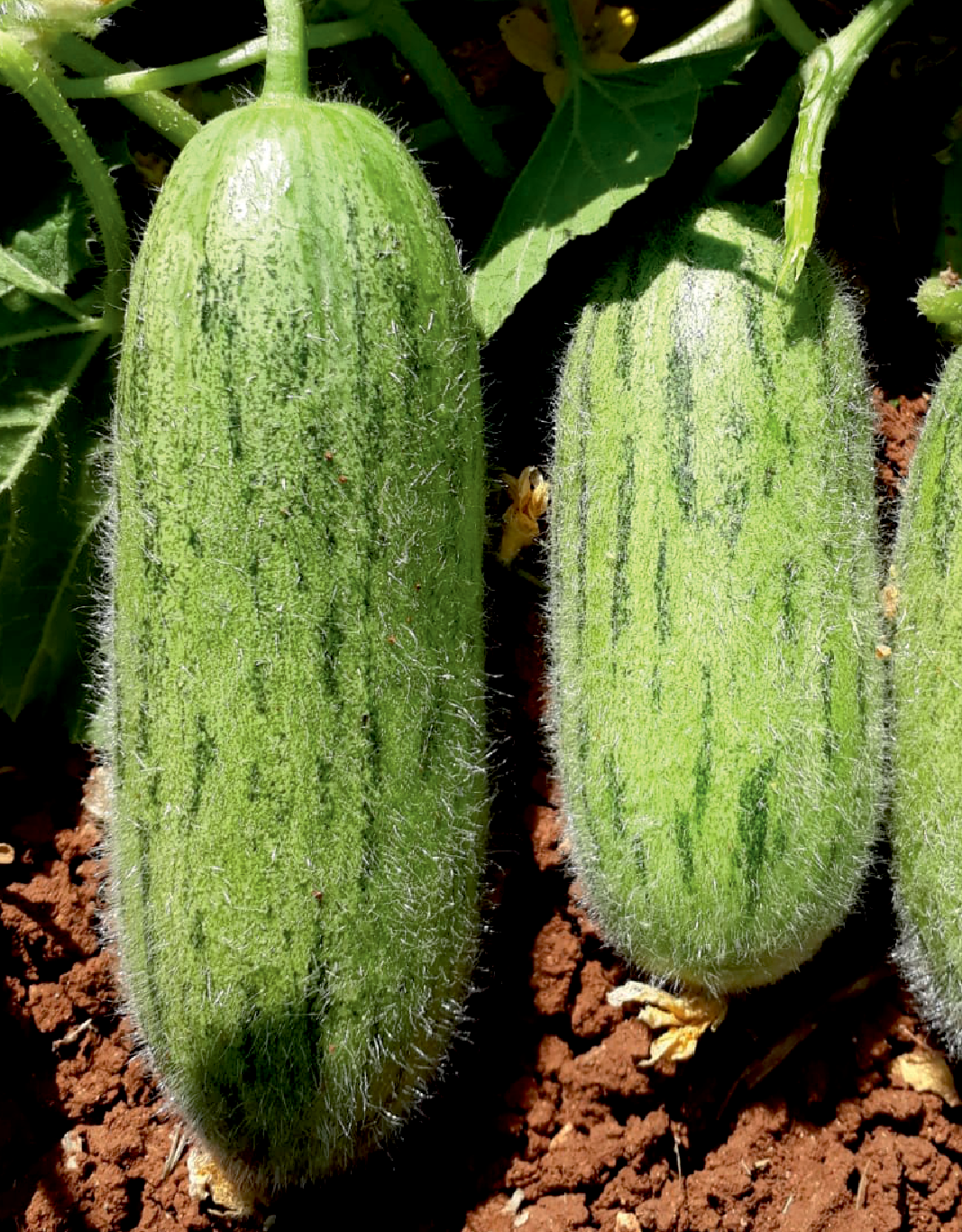 Tüylü Acur Tohumu – Gevrek, Aromatik ve Yüksek Verimli Acur Çeşidi