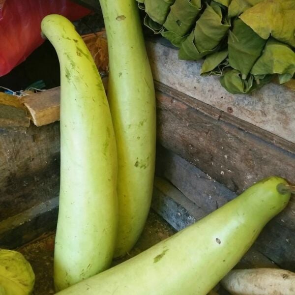 Haylan Kabak Tohumu – İri Meyveli, Yüksek Verimli ve Dayanıklı Kabak Çeşidi