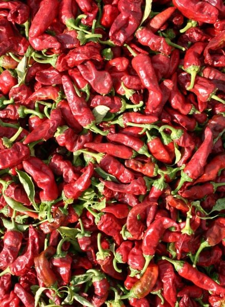 Maraş Biber Tohumu – İnce Uzun, Yüksek Verimli ve Lezzetli Acı Biber