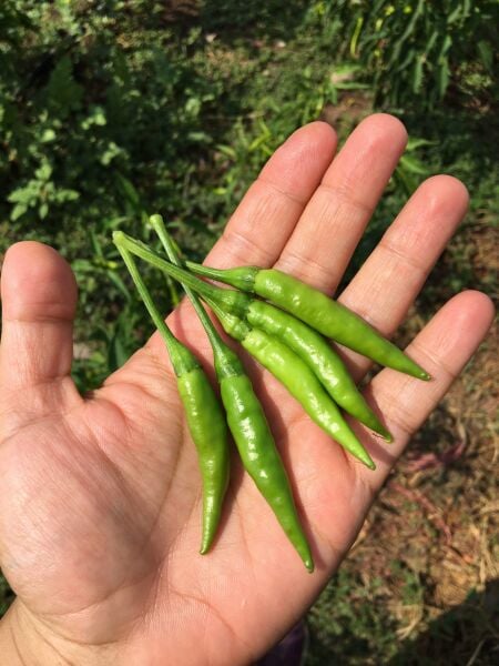 Arnavut Biberi Tohumu – İnce Uzun, Yüksek Verimli ve Lezzetli Acı Biber
