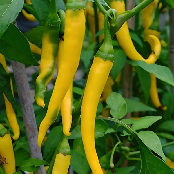 Sarı Stone Biber Tohumu – Tatlı, Etli ve Yüksek Verimli Biber Çeşidi