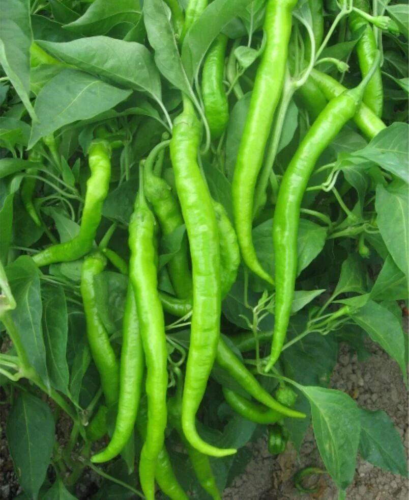 Demre Tatlı Biber Tohumu – Tatlı, Etli ve Yüksek Verimli Biber Çeşidi