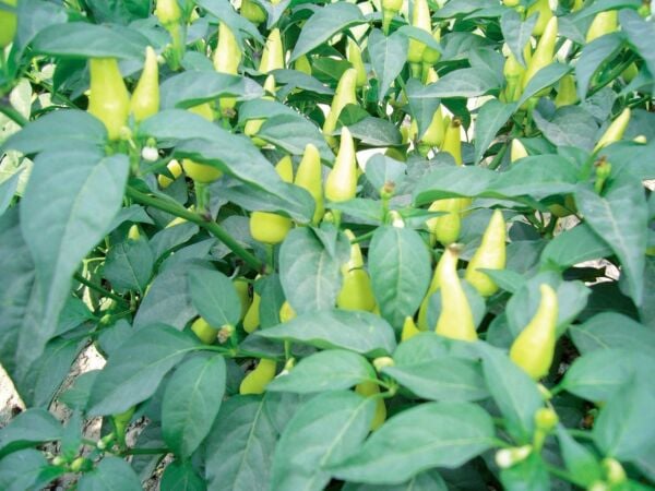 Konik Biber Tohumu – Tatlı, Uzun ve Yüksek Verimli Biber Çeşidi