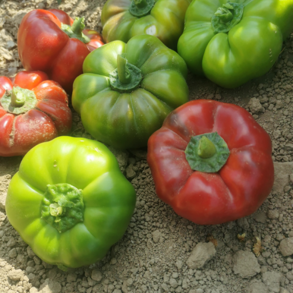 Kamber Biber Tohumu – Tatlı Aromalı ve Yüksek Verimli Yerli Biber