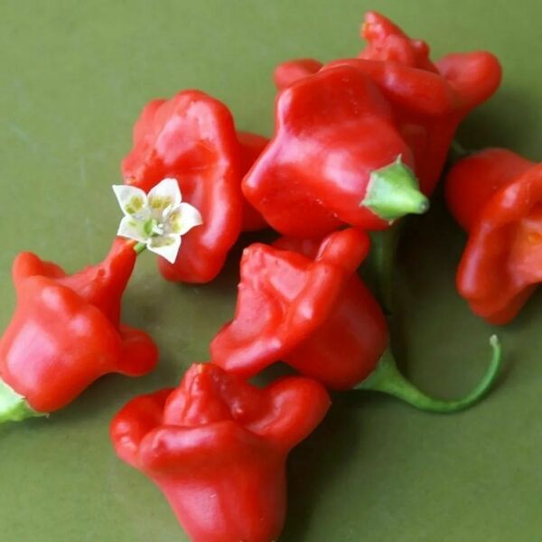 Gül Biber Tohumu – Parlak Renkli, Etli ve Yüksek Verimli Biber