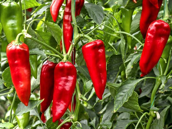 Kapya Biber Tohumu – Parlak Kırmızı, Tatlı ve Yüksek Verimli Biber