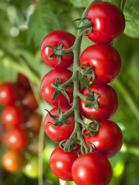 Çeri Domates Tohumu – Minik, Tatlı ve Yüksek Verimli Domates