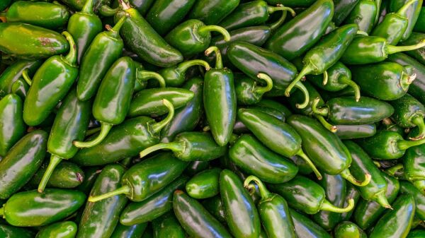 Jalapeno Biber Tohumu – Orta Acılı, Aromatik ve Yüksek Verimli Biber