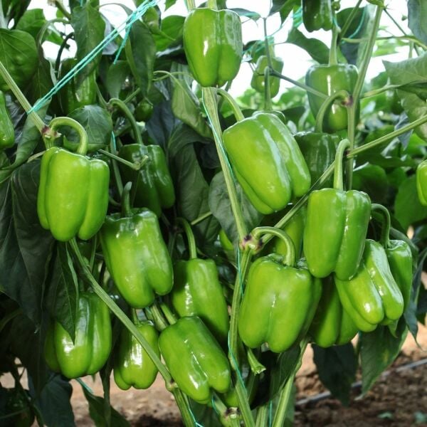 Kandil Dolma Biber Tohumu – Dolgun, Tatlı ve Yüksek Verimli Biber