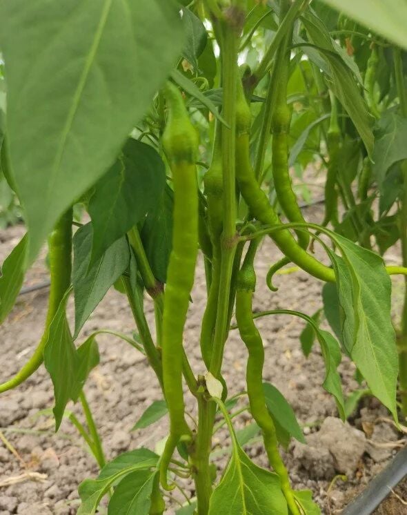 Tatlı Kıl Biber Tohumu – İnce, Tatlı ve Yüksek Verimli Biber