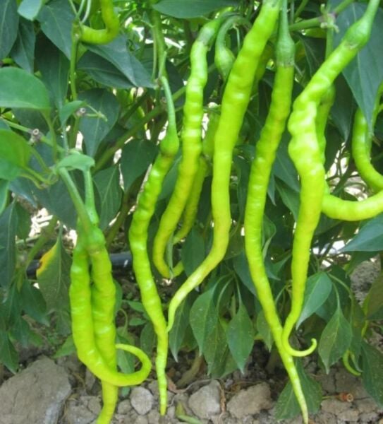 Acı Kıl Biber Tohumu – Orta Acılı, İnce ve Yüksek Verimli Biber