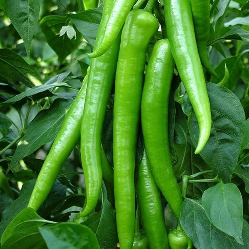 Tatlı Sivri Biber Tohumu – İnce, Tatlı ve Yüksek Verimli Biber