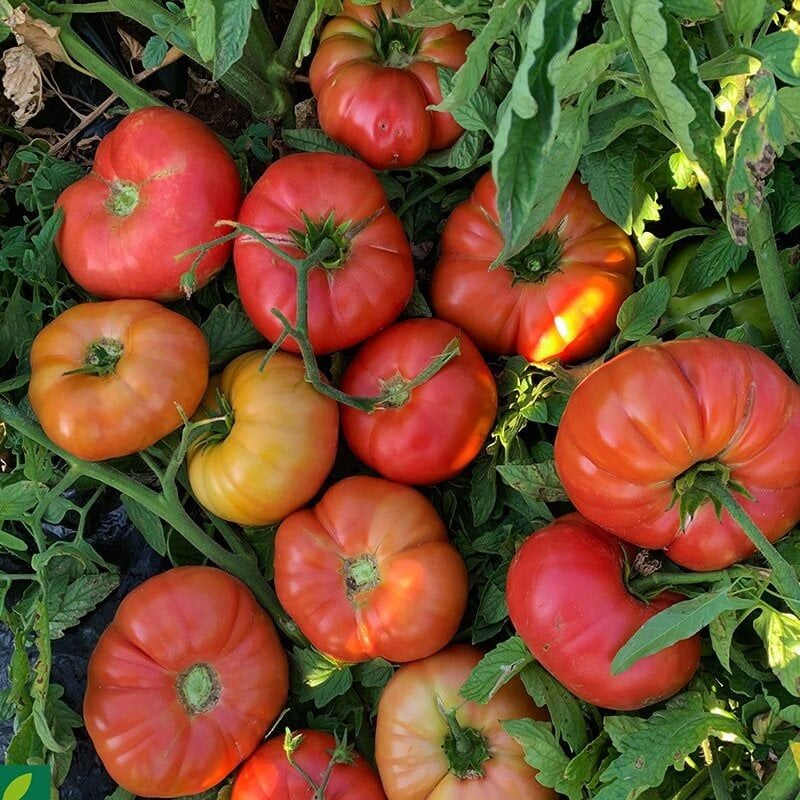 Köy Tipi Pembe Domates Tohumu – İri, Tatlı ve Yüksek Verimli Domates