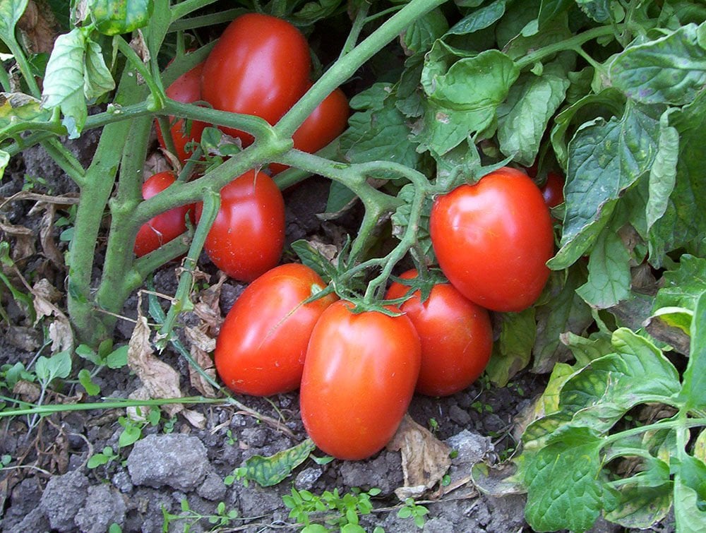 Rio Grande Domates Tohumu – İri, Tatlı ve Yüksek Verimli Domates