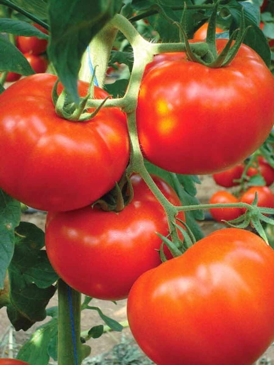 Falcon Domates Tohumu – Büyük, Tatlı ve Yüksek Verimli Domates