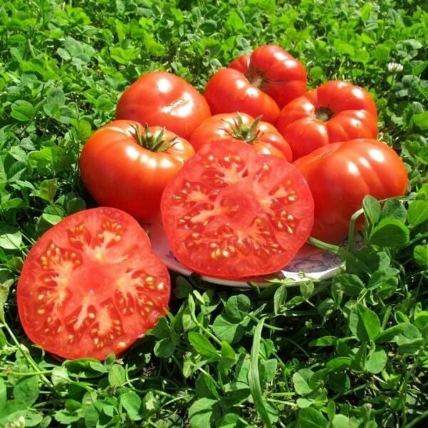 ORGANİK YERLİ BEYLERBEYİ DOMATES TOHUMU – Geleneksel, Tatlı ve Yüksek Verimli Domates