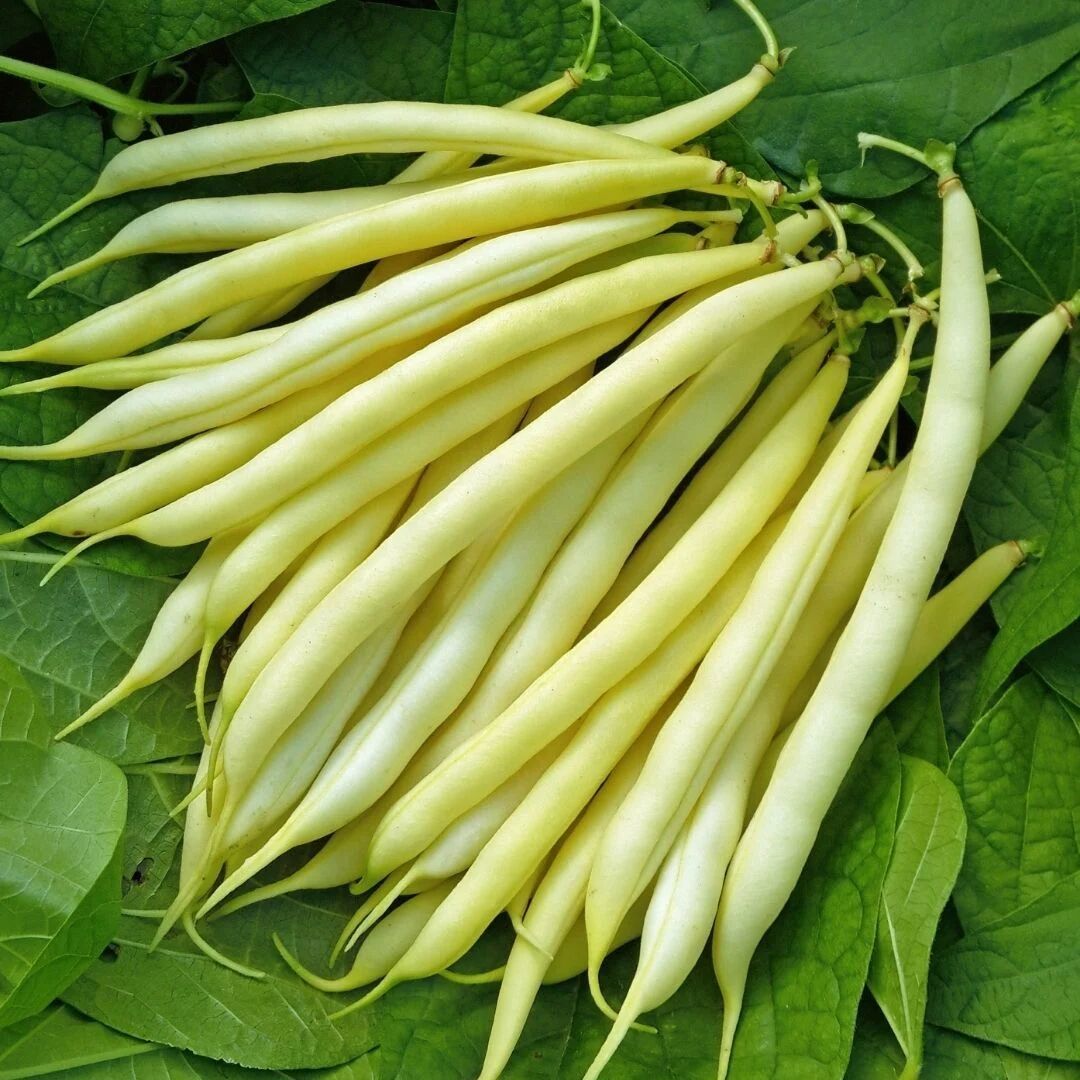 Turşuluk Fasulye Tohumu (Sırık, Geleneksel) – Yüksek Verimli ve Dayanıklı