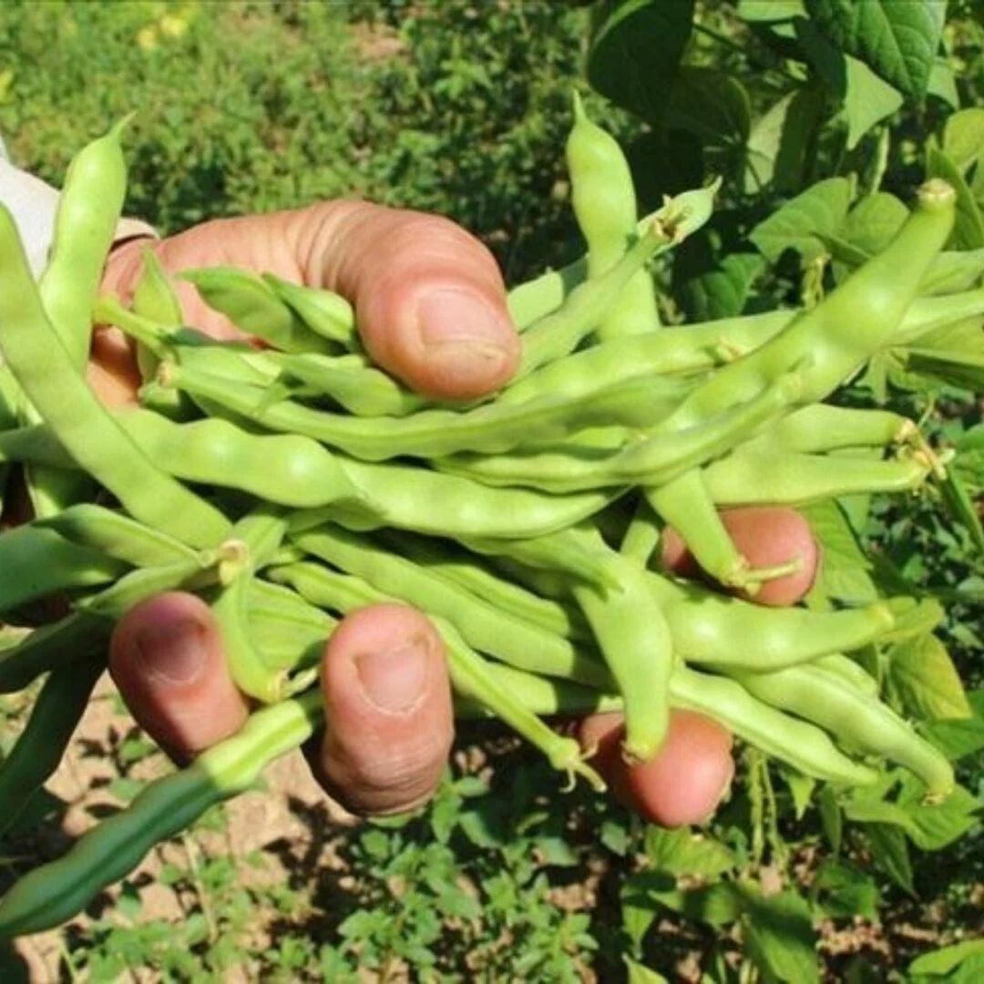 Ziraat Ayşe Fasulye Tohumu (Sırık, Geleneksel – Boncuk Ayşe) – Yüksek Verimli ve Dayanıklı