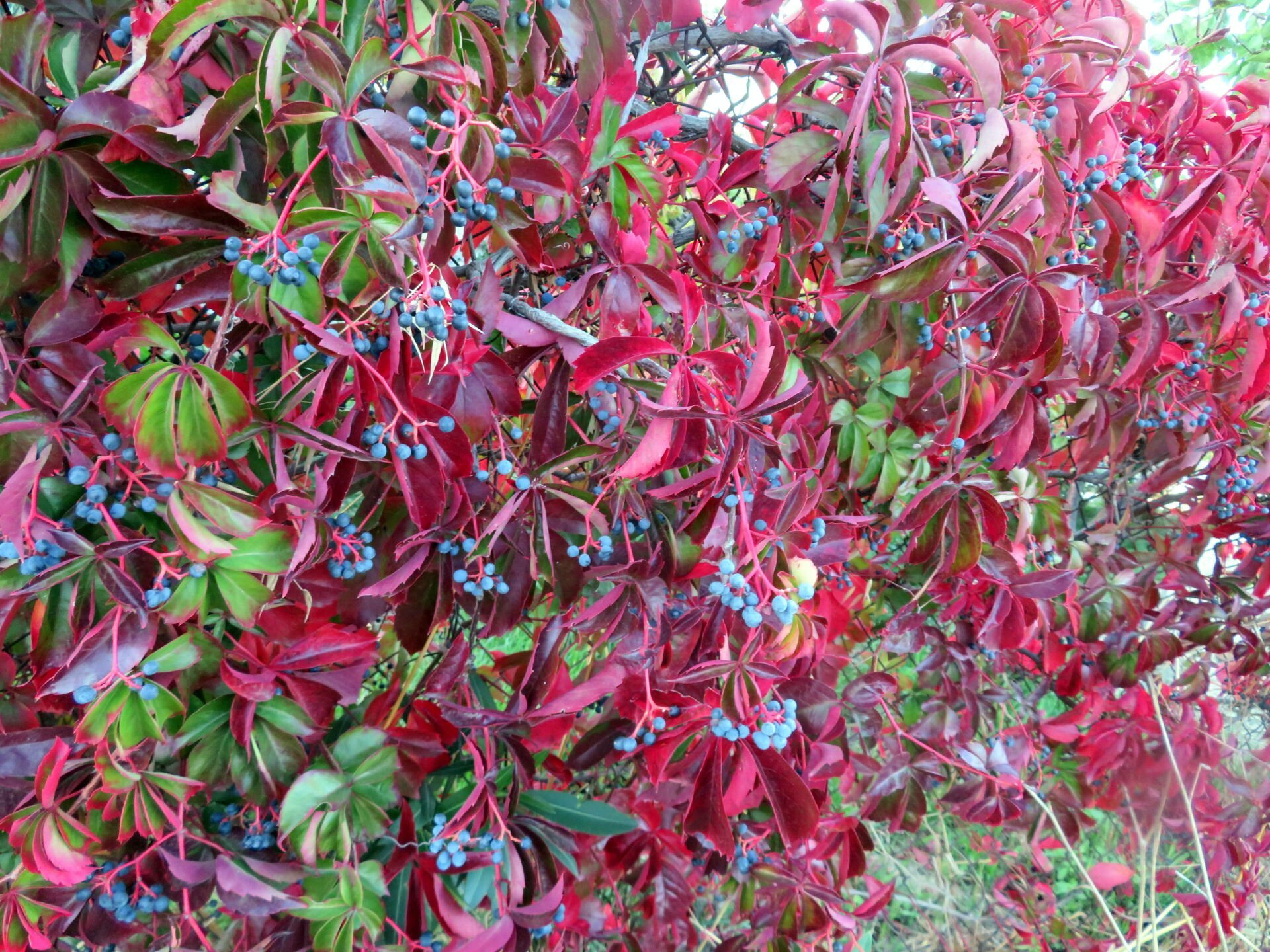 Amerikan Sarmaşığı Tohumu