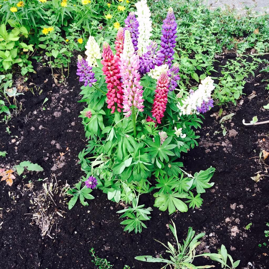 Acı Bakla (Lüpen) Tohumu – Yüksek Verimli, Dayanıklı Çeşit