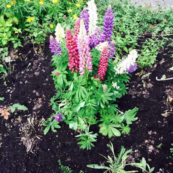 Acı Bakla (Lüpen) Tohumu – Yüksek Verimli, Dayanıklı Çeşit