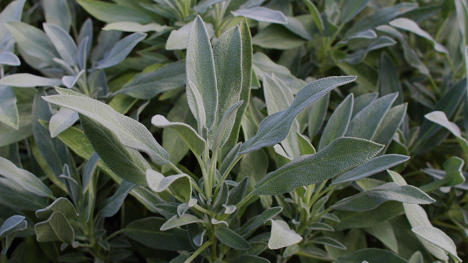 Adaçayı Tohumu – Yoğun Aromalı, Şifalı ve Dayanıklı Bitki