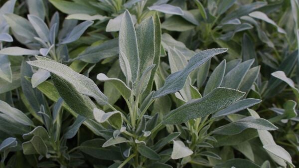 Adaçayı Tohumu – Yoğun Aromalı, Şifalı ve Dayanıklı Bitki