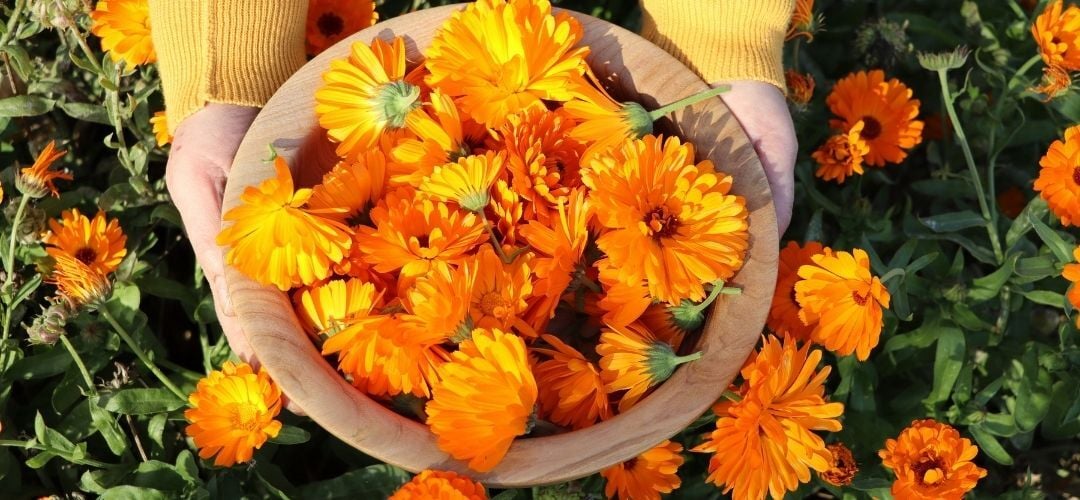 Aynısefa (Calendula) Tohumu – Şifalı, Kolay Yetişen, Bol Çiçekli