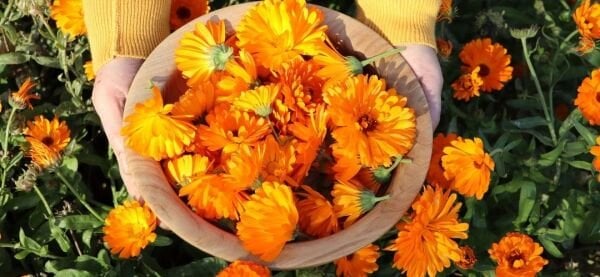Aynısefa (Calendula) Tohumu – Şifalı, Kolay Yetişen, Bol Çiçekli