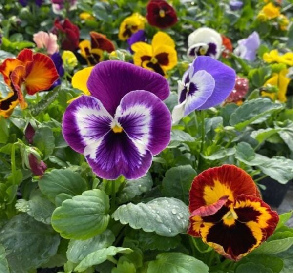 Hercai Menekşe Tohumu – Soğuk Dayanıklı, Renkli ve Uzun Çiçeklenme Dönemli