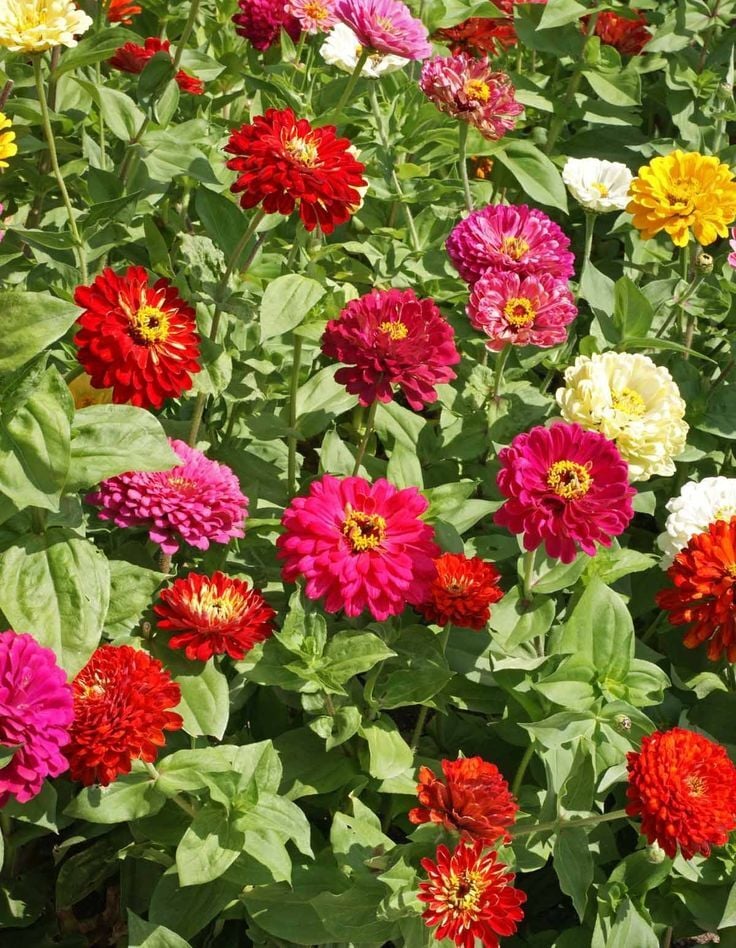 Zinnia (Kirli Hanım) Tohumu – Uzun Ömürlü, Bol Çiçekli, Dayanıklı Yazlık Çiçek