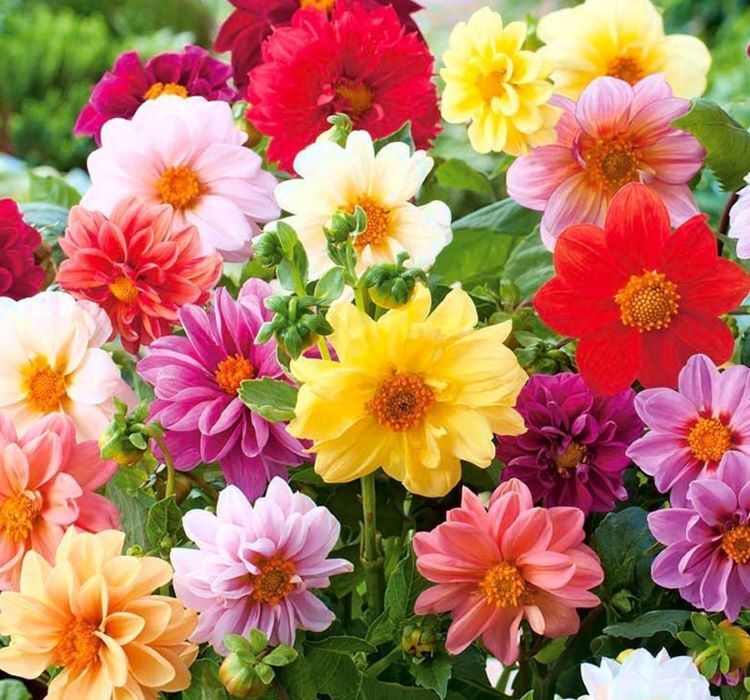 Unwin Melez Yıldızı Çiçeği (Dahlia Unwin Mix) Tohumu – Cüce Boy, Yoğun Renk, Uzun Çiçeklenme