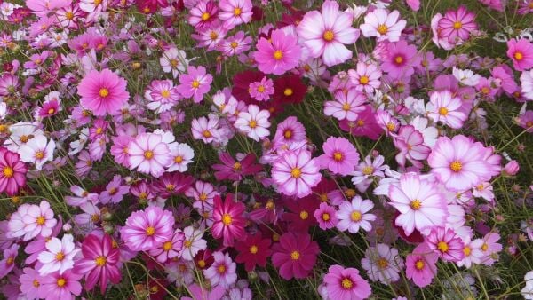 Cosmos Çiçeği Tohumu – Bol Çiçek Açan, Hızlı Gelişen Mevsimlik Bahçe Çiçeği