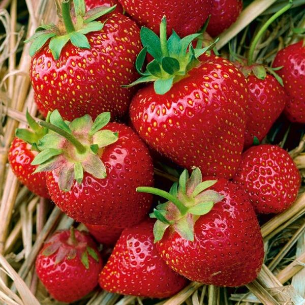 Yediveren Çilek Fidesi / Tohumu – Sürekli Meyve Veren Verimli Çeşit