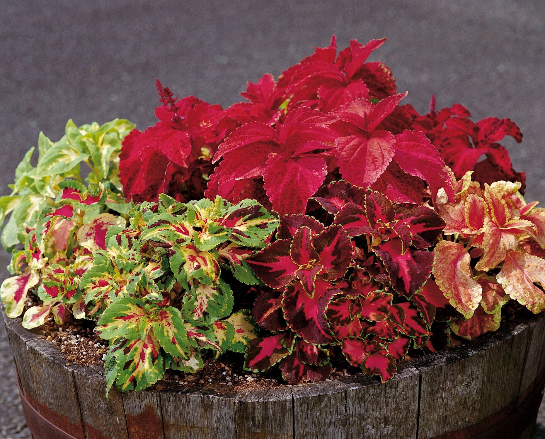 Yaprak Güzeli Tohumu – Canlı Renkli, Kolay Yetişen Süs Bitkisi