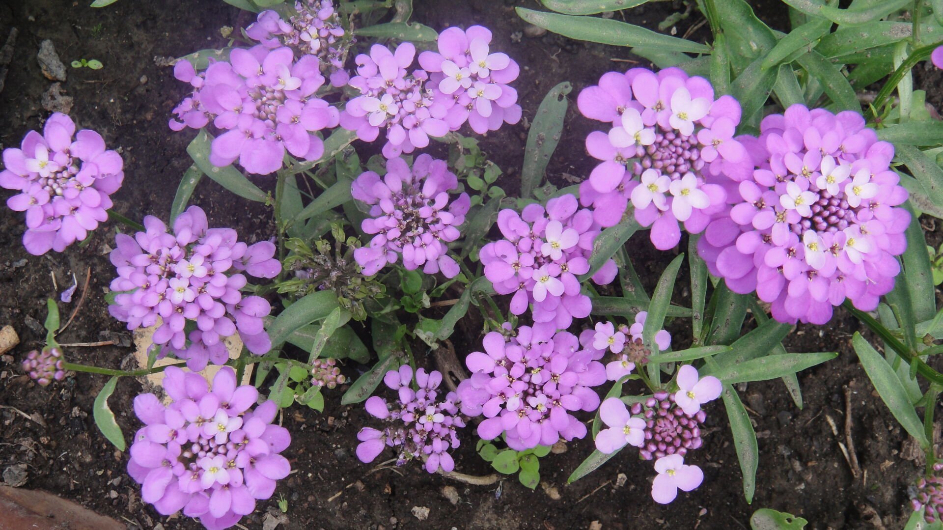 İberya / İberis (Girit Çiçeği) Tohumu – Beyaz Çiçekli, Dayanıklı Peyzaj Bitkisi