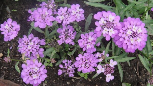 İberya / İberis (Girit Çiçeği) Tohumu – Beyaz Çiçekli, Dayanıklı Peyzaj Bitkisi