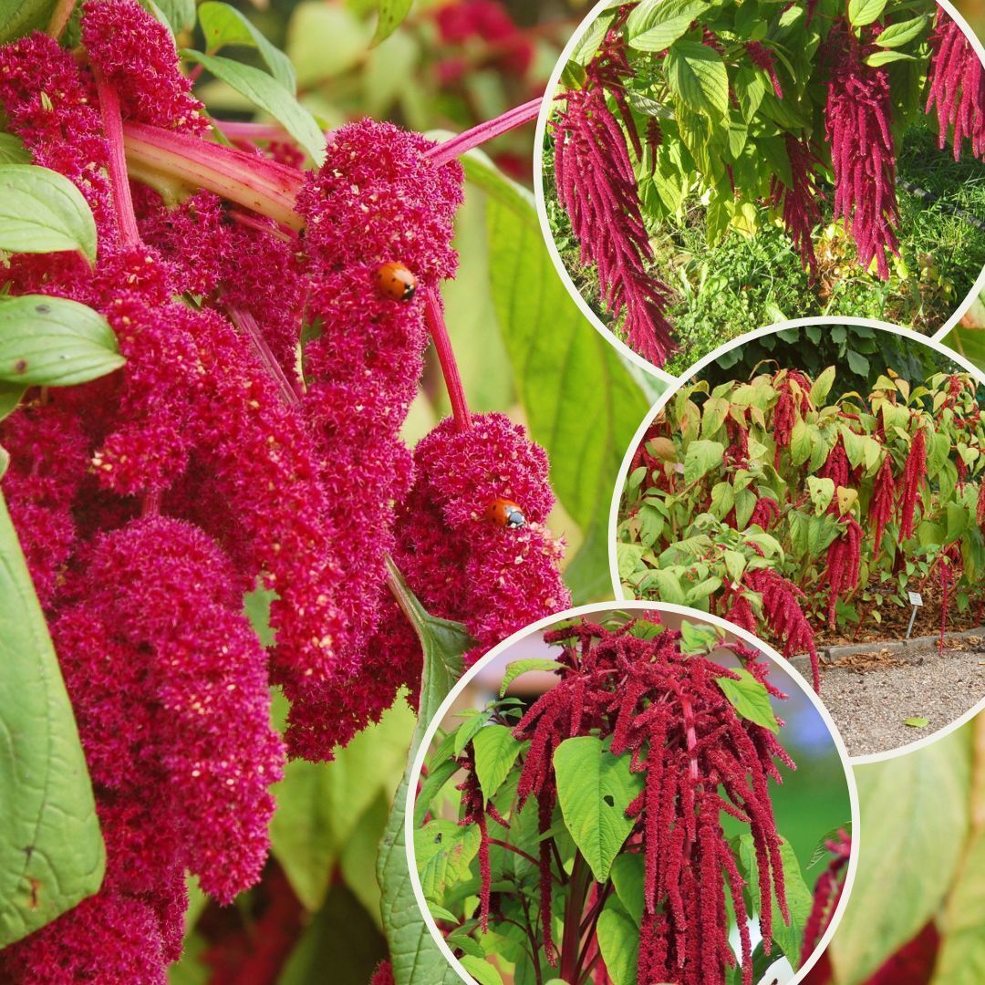 Sarkan Horoz İbiği Tohumu – Canlı Renkli, Gösterişli ve Kolay Yetişen Süs Bitkisi