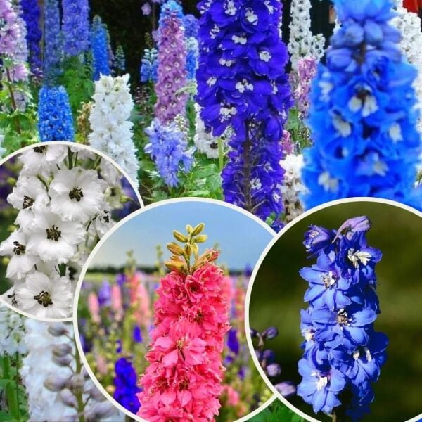 Hazeran Çiçeği Tohumu (Gazania) – Canlı Renkli, Güneş Seven Süs Bitkisi