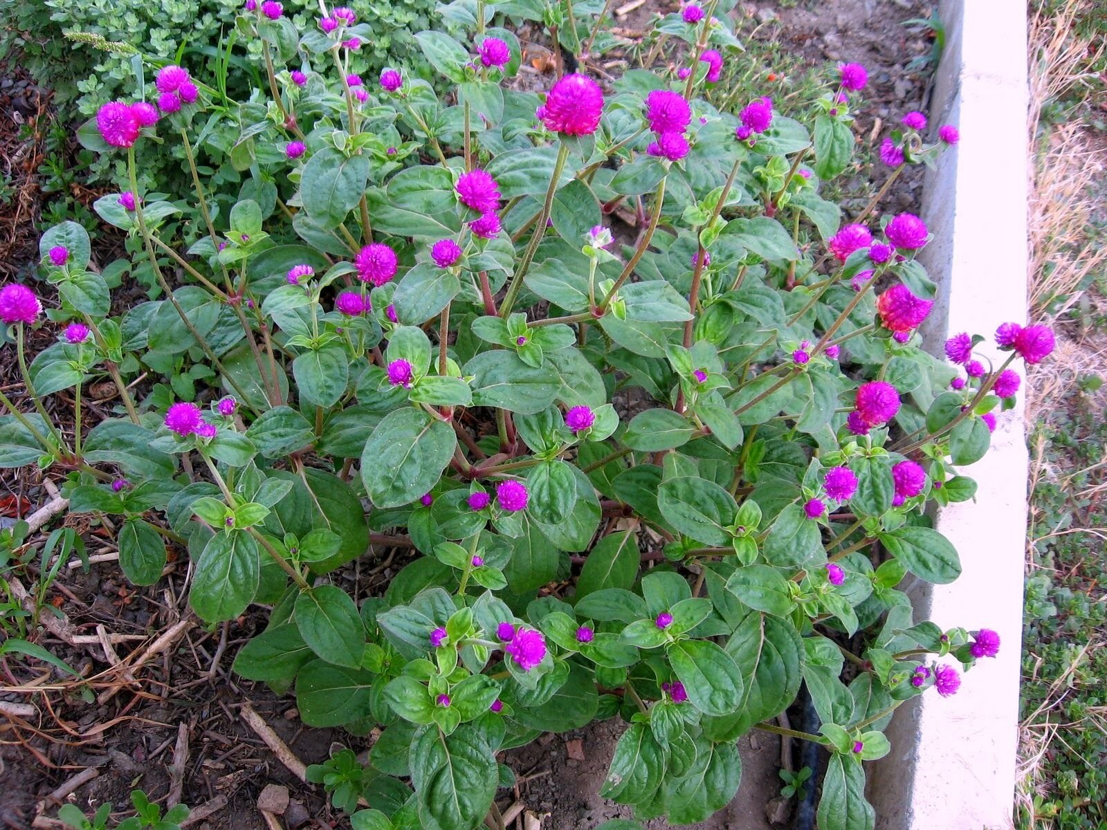 Medine Çiçeği Tohumu – Sürekli Çiçek Açan, Sarkan ve Dekoratif Bitki