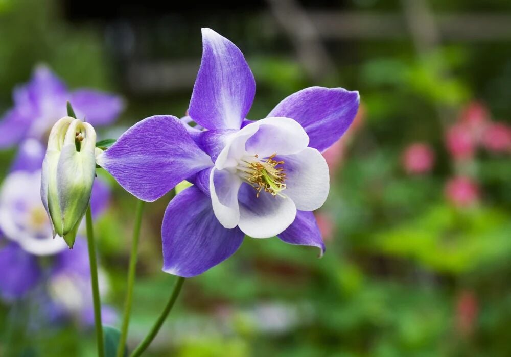 Haseki Küpe Çiçeği Tohumu – Renkli, Sarkan ve Gösterişli Çiçekler