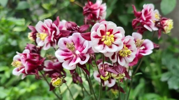 Haseki Küpe Çiçeği Tohumu – Renkli, Sarkan ve Gösterişli Çiçekler